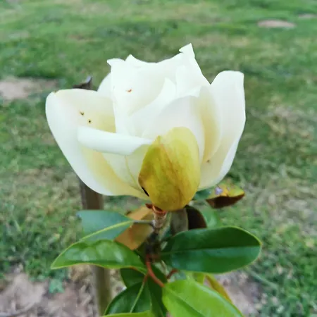 De L'iris 3*